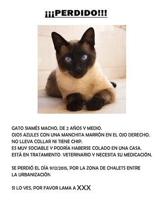 Rebelión Referéndum cera Como encontrar a mi gato – Proyecto CES gatos Torrevieja
